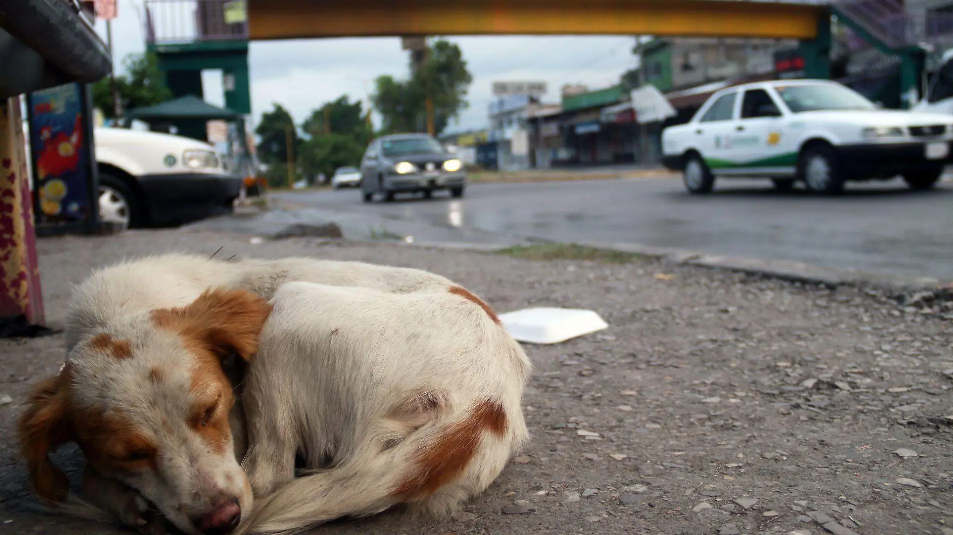 Animales sin hogar pasan frío